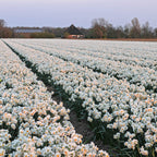 Sir Winston Churchill