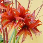 Amaryllis Bogota