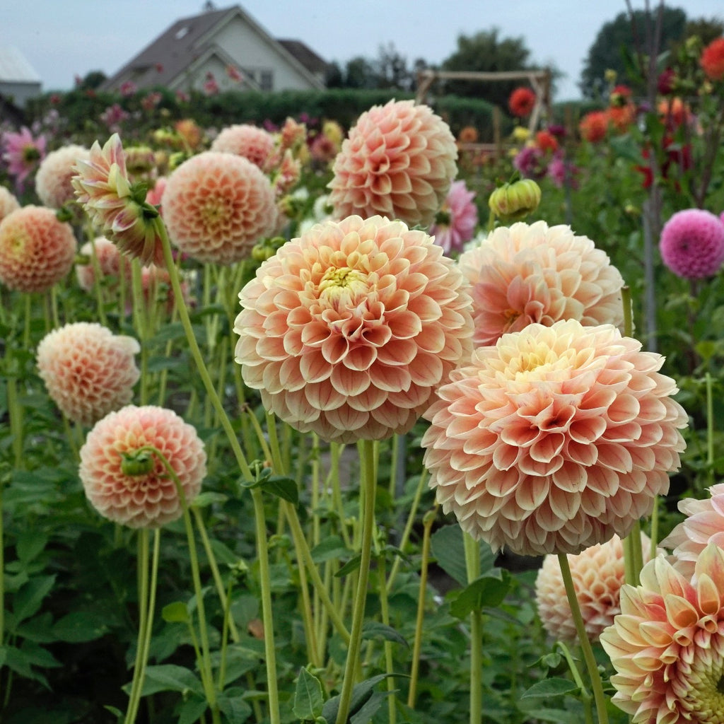 Dahlie Sweet Suzanne