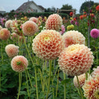 Dahlie Sweet Suzanne