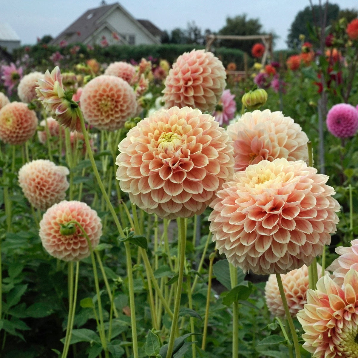 Dahlie Sweet Suzanne