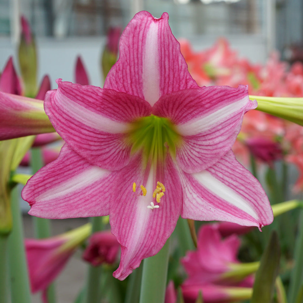 Amaryllis Estella