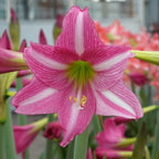 Amaryllis Estella