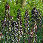 Fritillaria persica