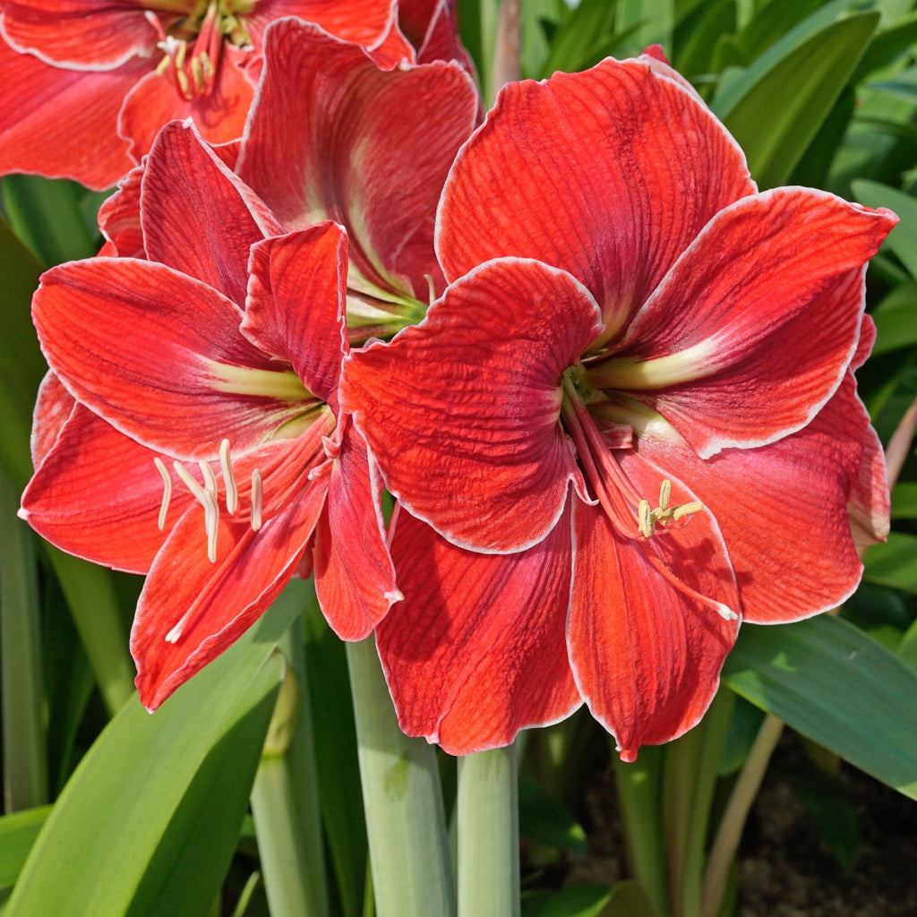 Amaryllis Magical Touch