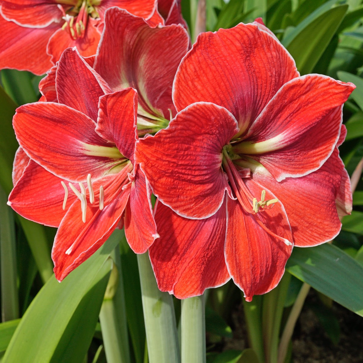 Amaryllis Magical Touch