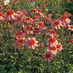 Dahlie Totally Tangerine