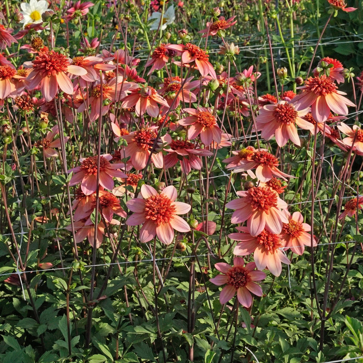 Dahlie Totally Tangerine