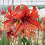 Amaryllis Bogota