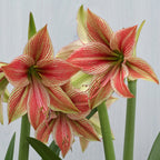 Amaryllis Exotic Star