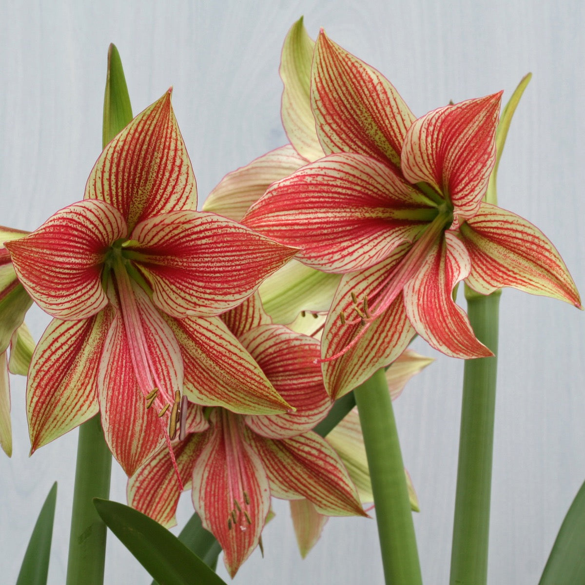Amaryllis Exotic Star