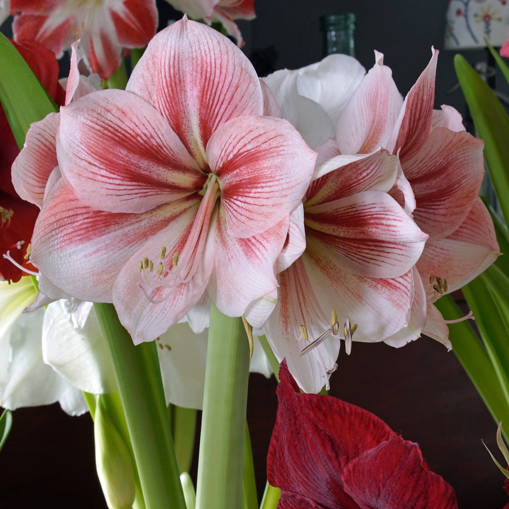 Amaryllis Provence