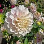 Dahlie Sweet Nathalie