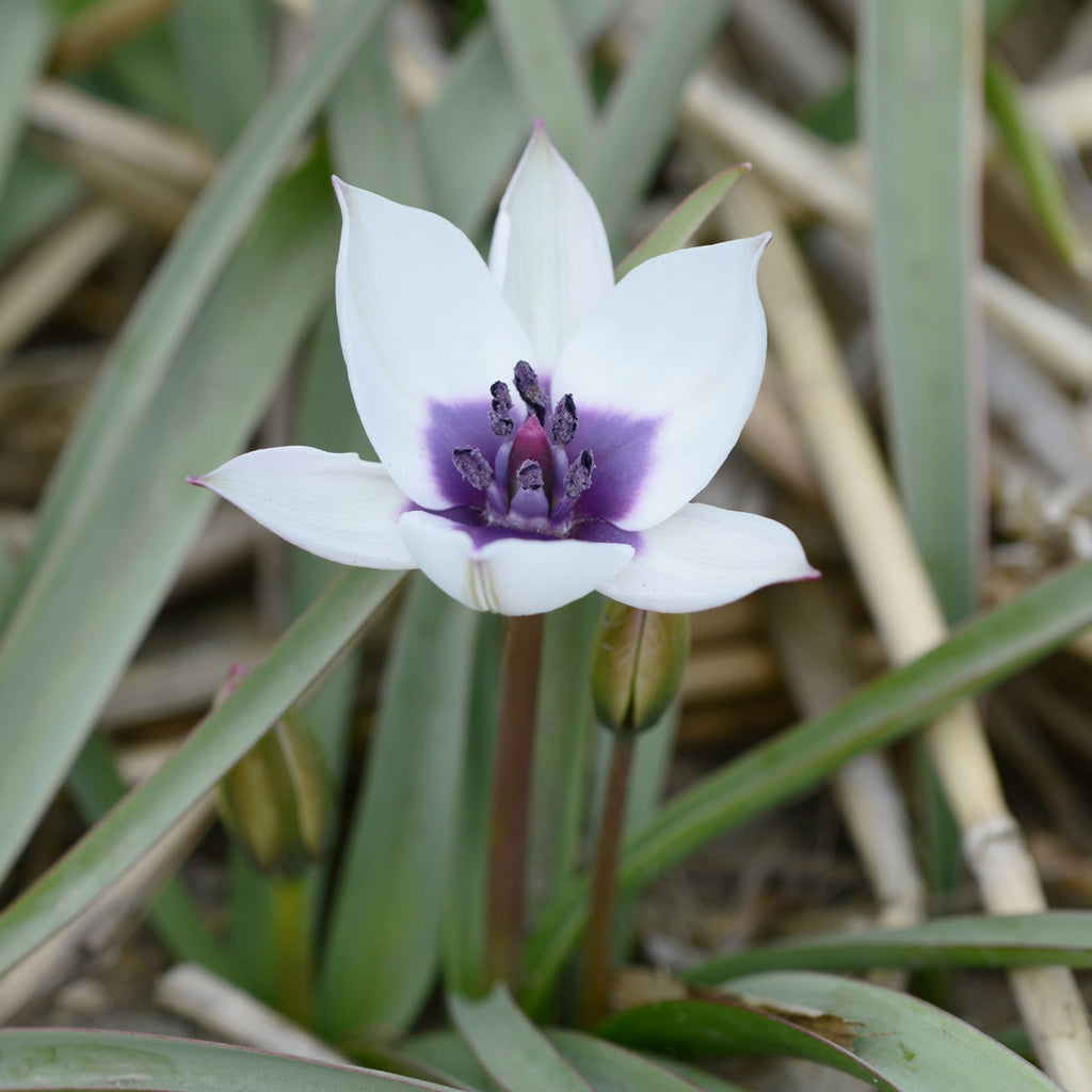 humilis Alba Coerulea Oculata