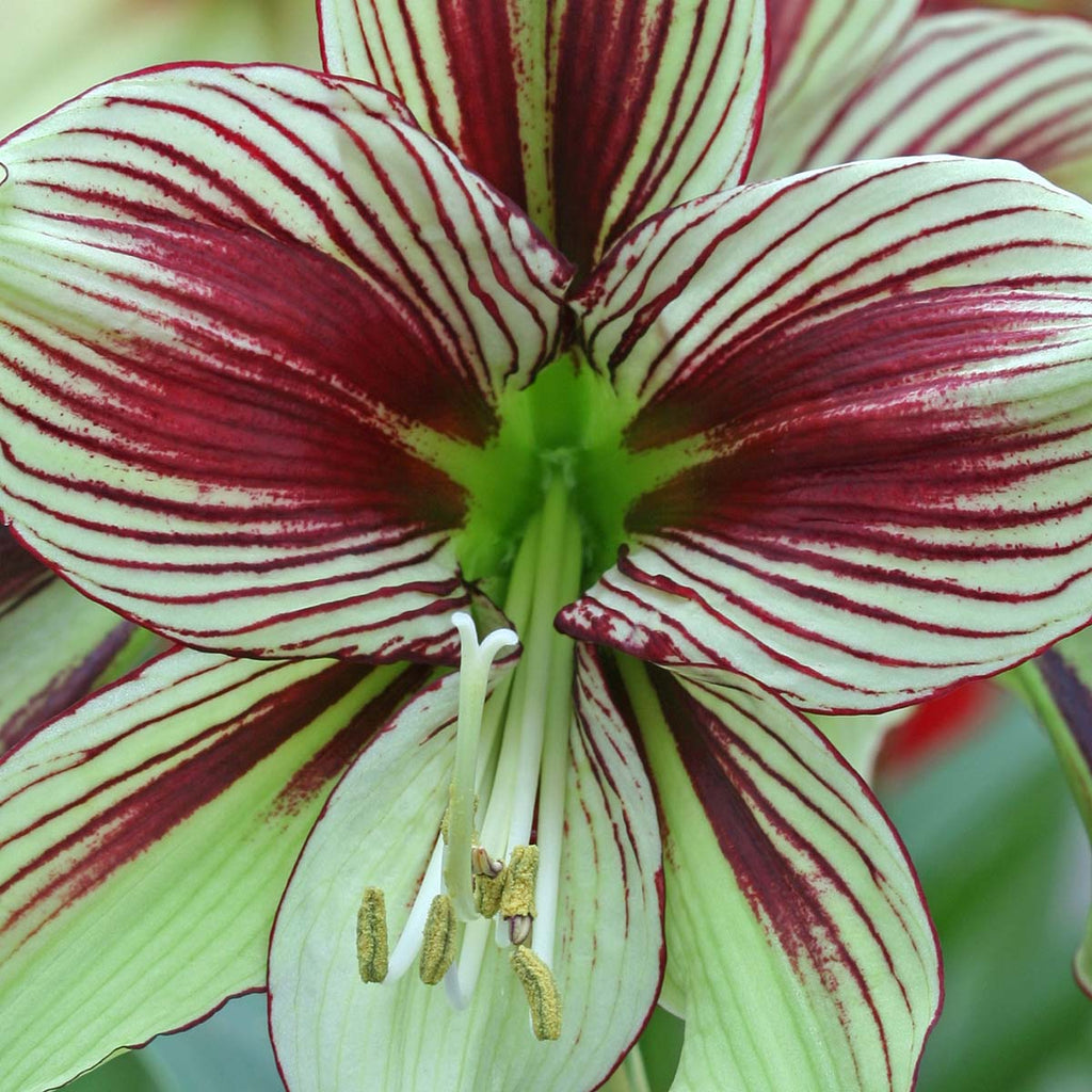 Amaryllis Papilio