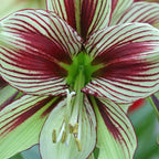 Amaryllis Papilio