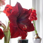 Amaryllis Mandela