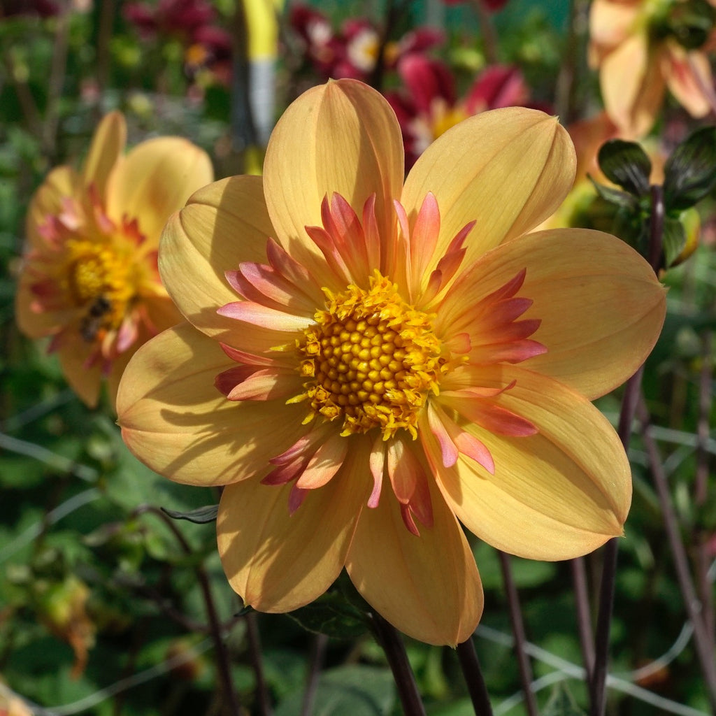 Dahlie Kelsey Annie Joy