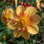 Dahlie Kelsey Annie Joy