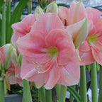 Amaryllis Rosalie