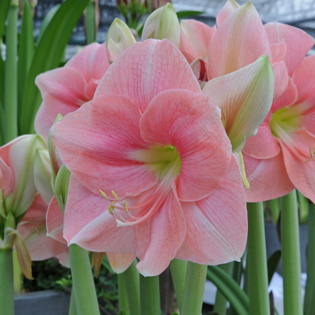 Amaryllis Rosalie