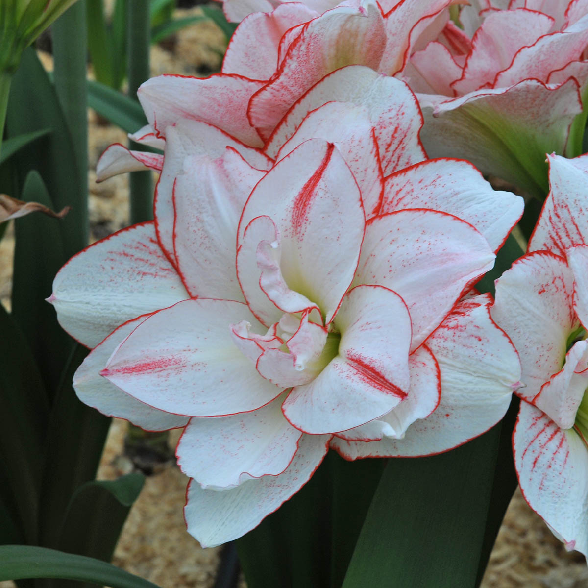 Amaryllis Striped Amadeus