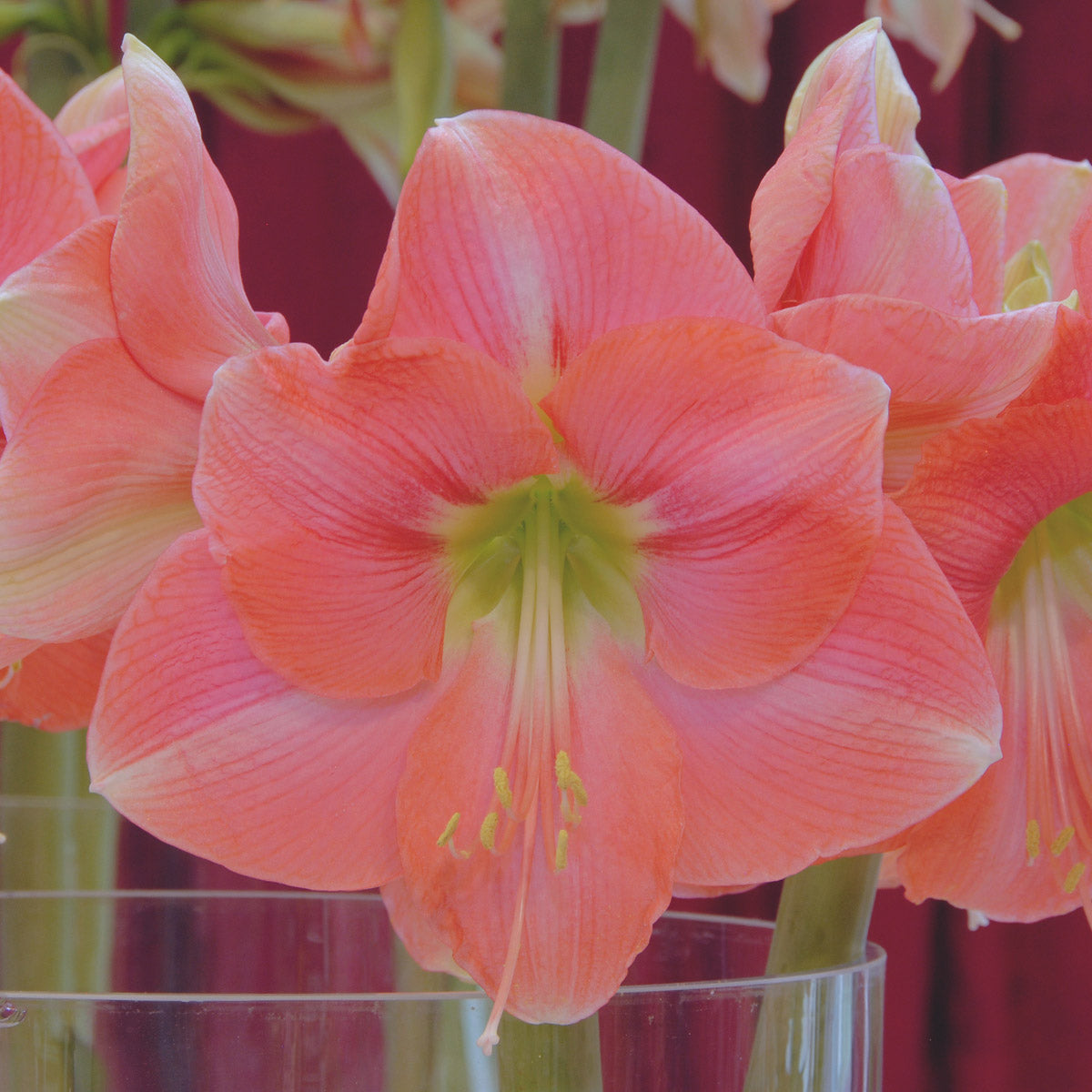 Amaryllis Rosalie