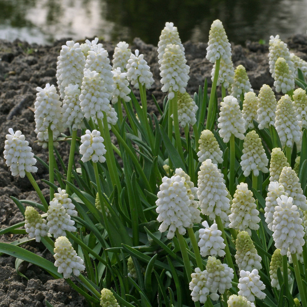 Muscari White Magic