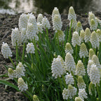 Muscari White Magic