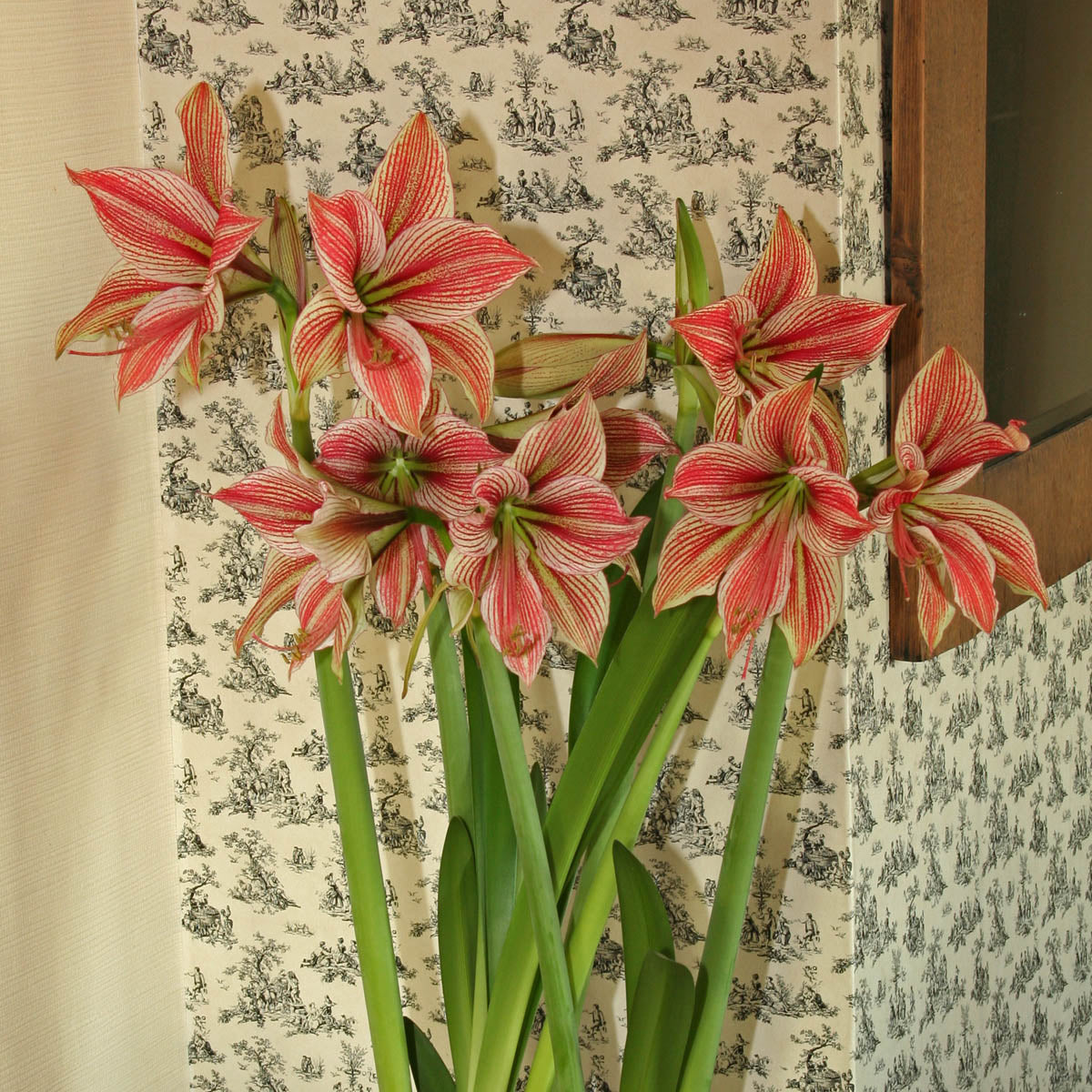 Amaryllis Exotic Star