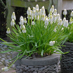 Muscari White Magic