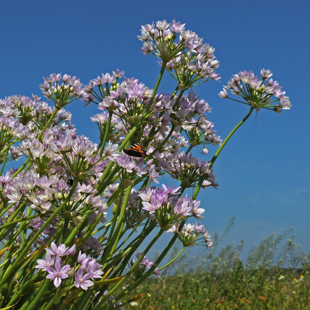 Allium unifolium