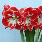 Amaryllis Samba
