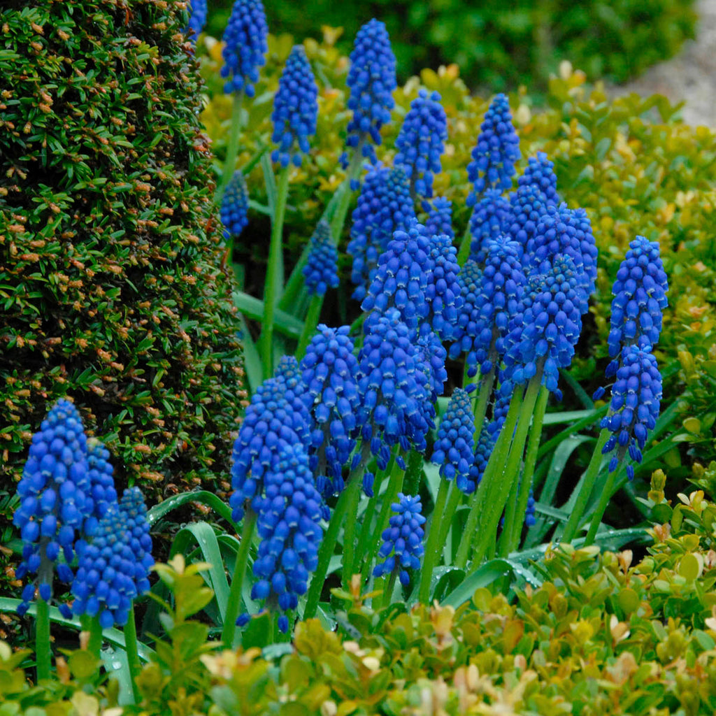 Muscari armeniacum