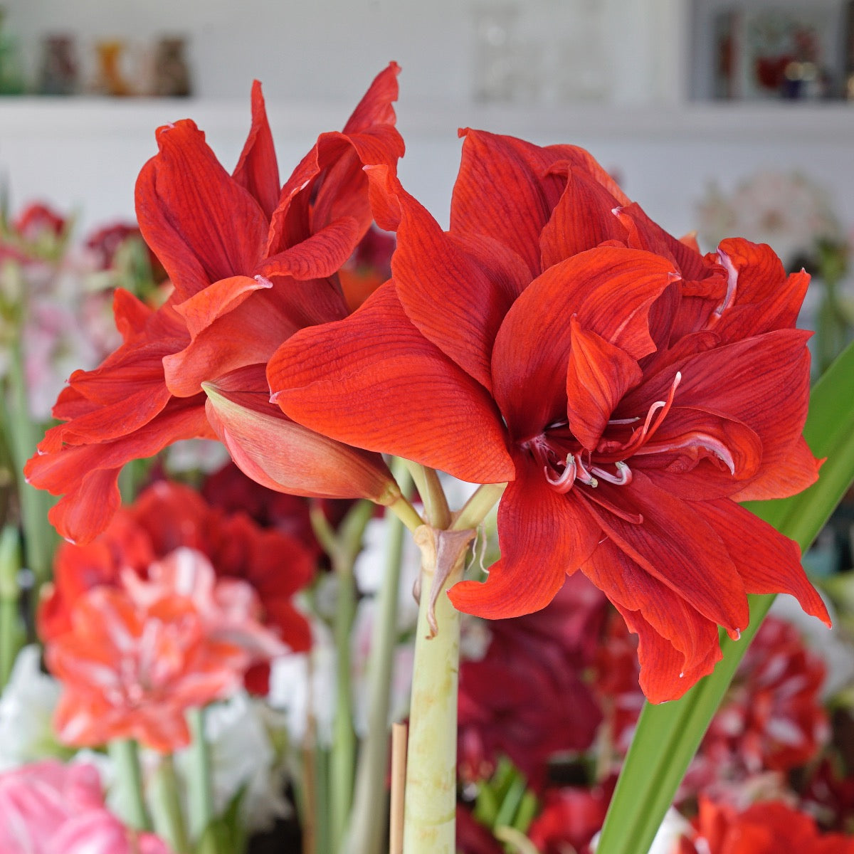 Amaryllis Red Torro
