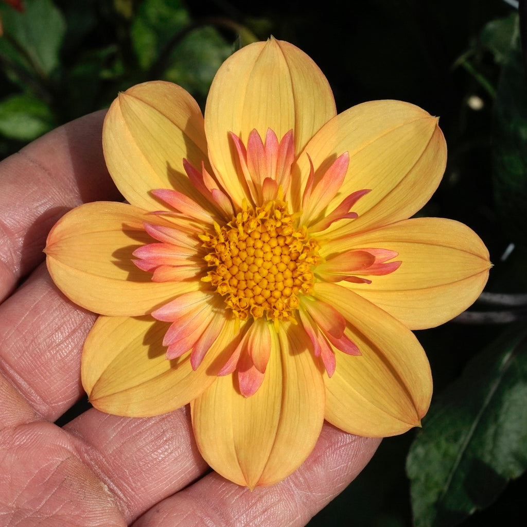 Dahlie Kelsey Annie Joy