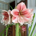Amaryllis Provence