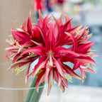 Amaryllis Quito
