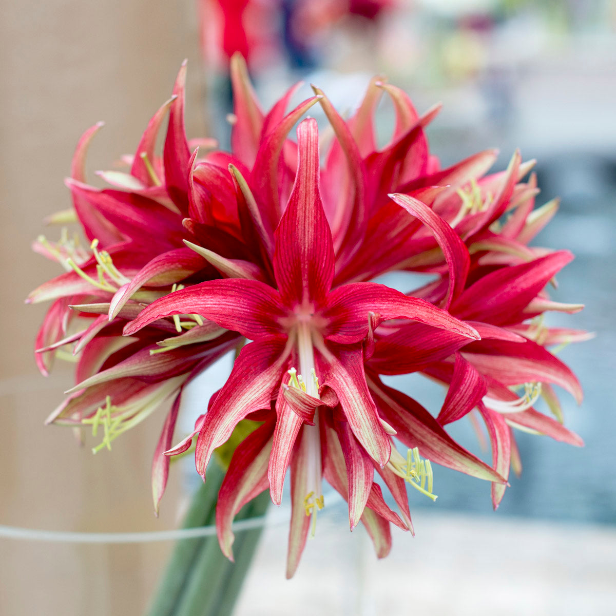 Amaryllis Quito