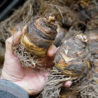 Eucomis Indian Summer