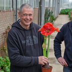 Amaryllis Magical Touch