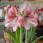 Amaryllis Provence