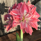 Amaryllis Pretty Nymph