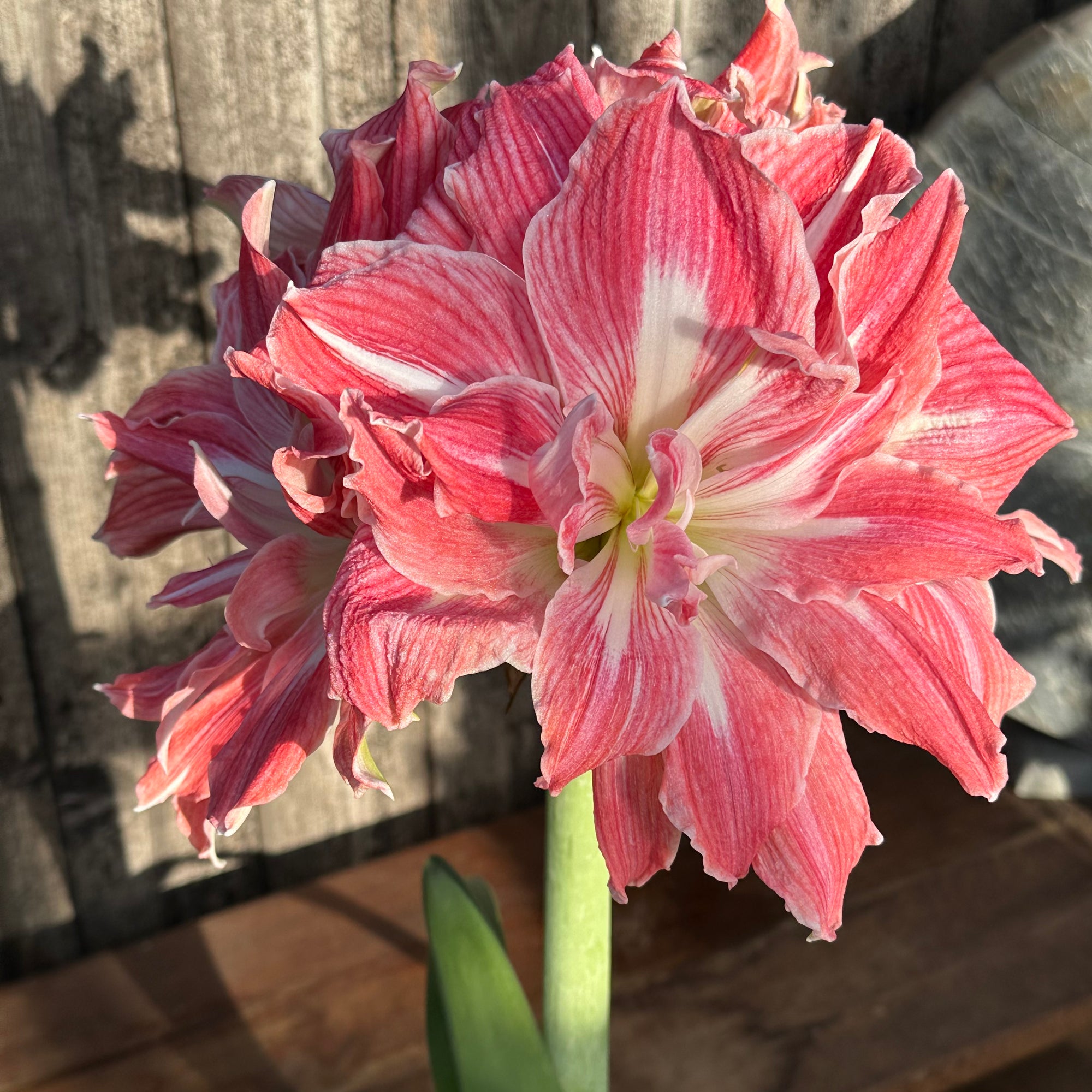 Amaryllis Pretty Nymph