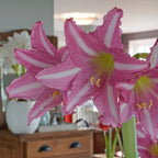 Amaryllis Estella