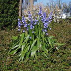 Hyacinthoides hispanica Excelsior