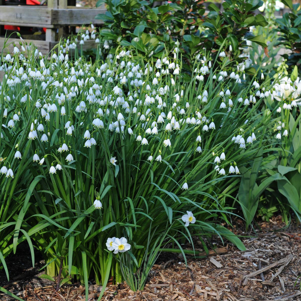 Leucojum aestivum Gravetye Giant
