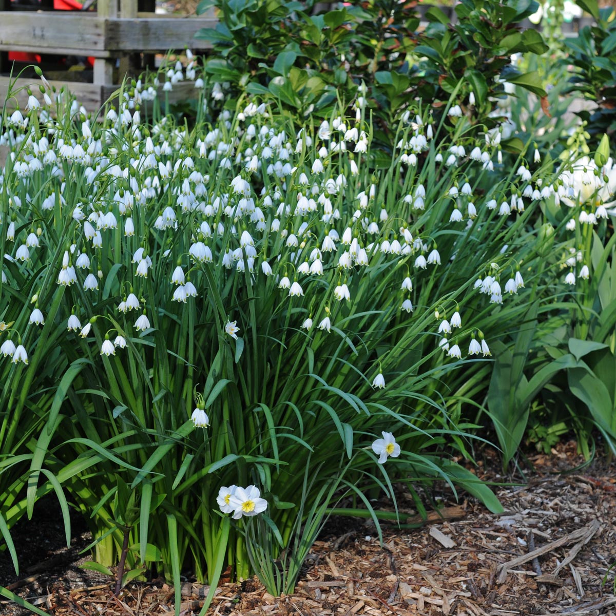 Leucojum aestivum Gravetye Giant