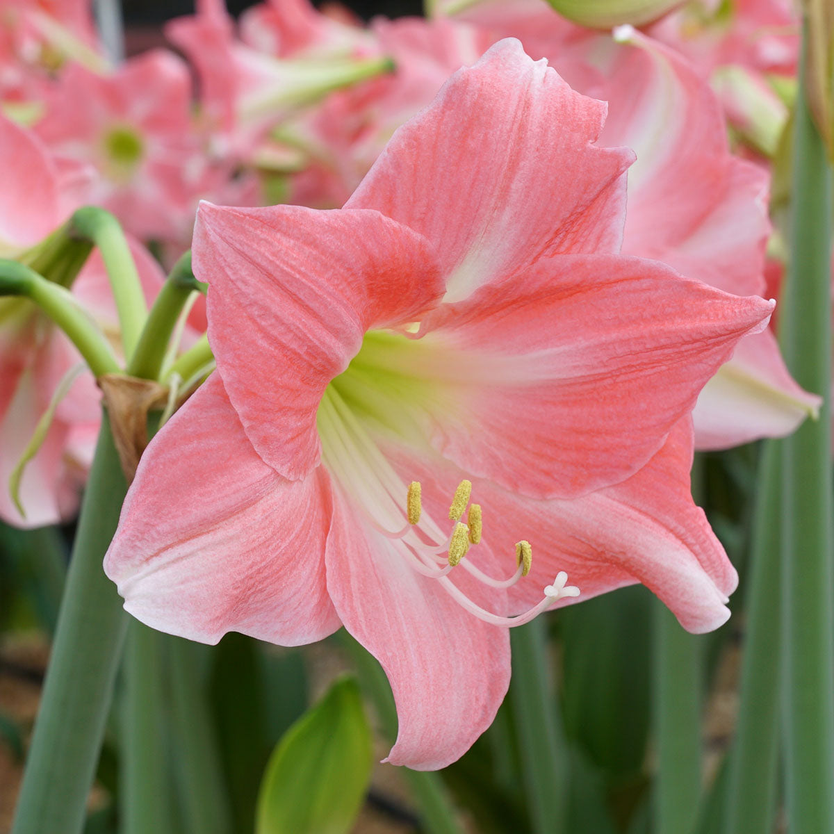 Amaryllis Rebecca