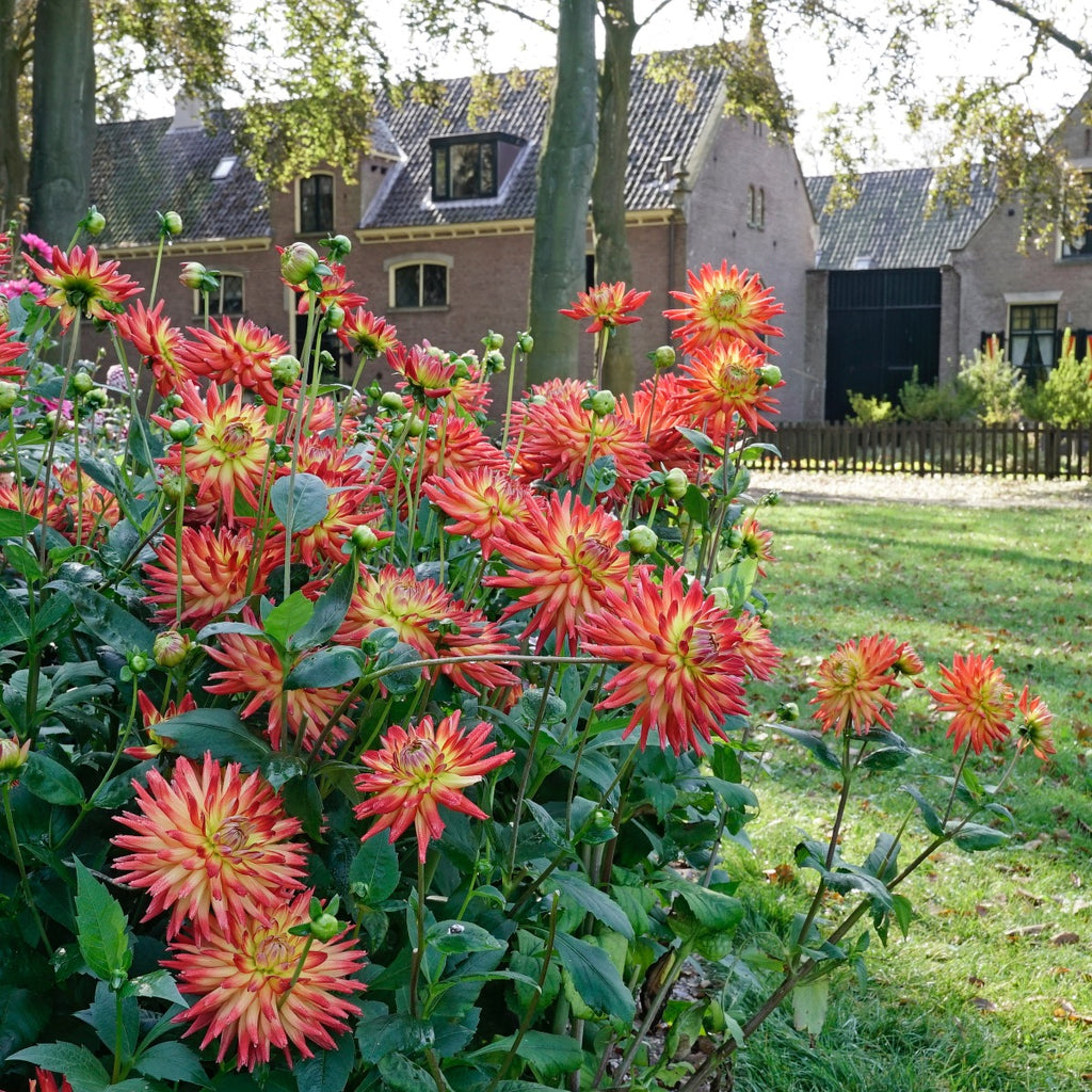 Dahlie Karma Bon Bini